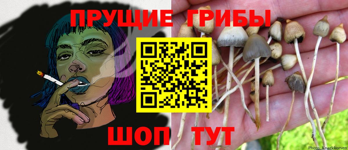 как найти наркотики  Вход с VPN  Зима  Псилоцибиновые грибы прущие грибы 